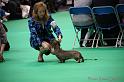 Crufts2011_2 1278